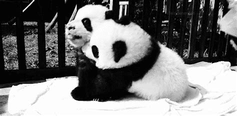 Panda Cubs | Panda bear, Cute panda, Panda love