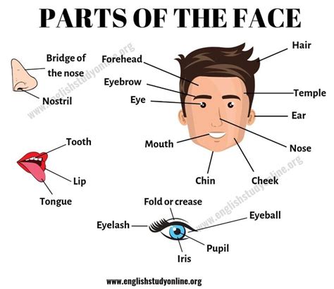 Parts of the Face: List of Useful Face Parts Vocabulary in English ...