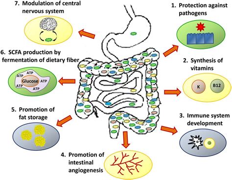 What is the Gut Microbiome?