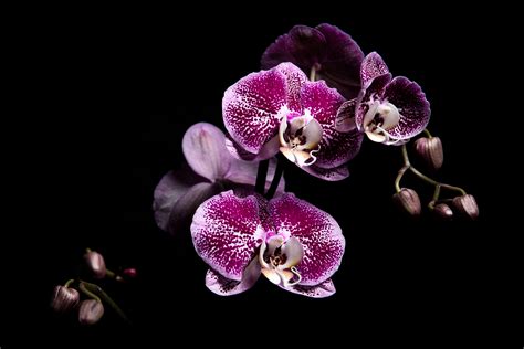 Orchid Violet :: Behance