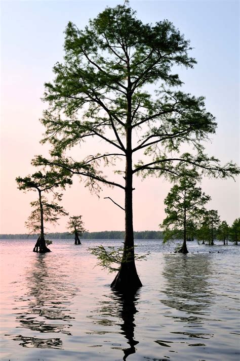 Bald cypress | Facts & Description | Britannica