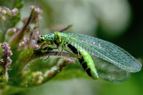 Damsel Fly | RayMatsell | Flickr