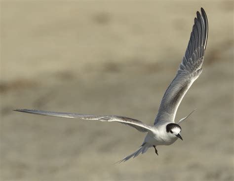 Common Tern | San Diego Bird Spot