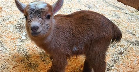 Boston Zoo's Newborn Baby Goat Is Too Cute To Handle | HuffPost