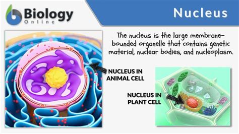 Organelle - Definition and Examples - Biology Online Dictionary