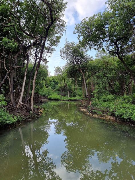 Home | Curacao Rif Mangrove Park