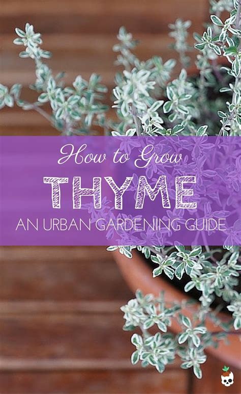 How to Grow Thyme | Lobotany - An Urban Gardening Guide