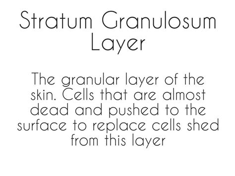 Stratum granulosum layer | Skin anatomy, Layers of skin, Integumentary system