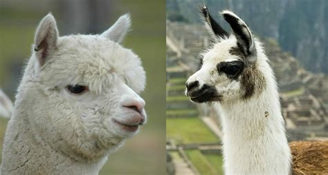 [리뷰] Meta LLaMA의 친척 — Stanford Univ의 Alpaca | by daewoo kim | Medium