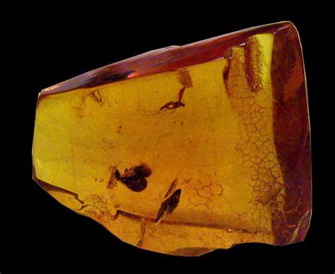 Amber Fossils – Crystal World Australia