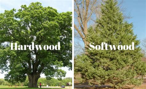 Hardwood Vs Softwood – Differences, Uses, Pros And Cons - The Ultimate Home Living Blog