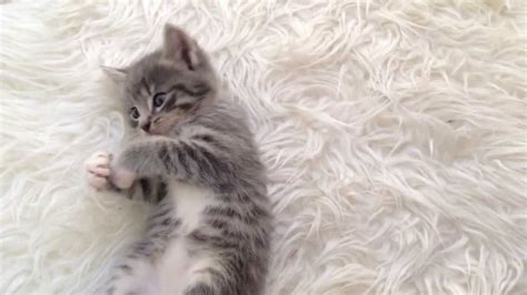 CUTE grey kitten playing - YouTube