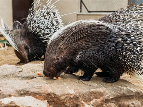 African Crested Porcupine | Ark Encounter