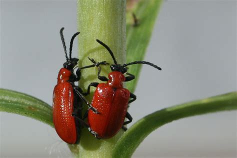 Scarlet lily beetle - Wikipedia