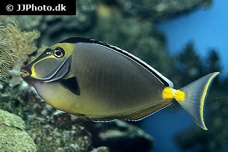 Naso Tang (Naso lituratus) in aquarium