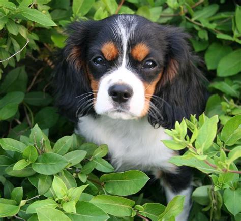 Grooming your Cavalier King Charles - I-Love-Cavaliers.com