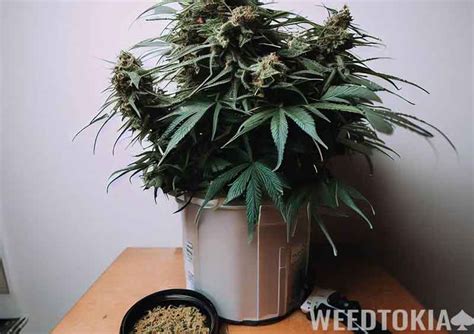 20 Best Hybrid Strains for a Great High (2023 Edition) - Weedtokia