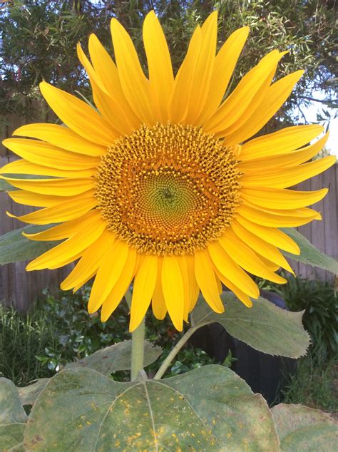 Sunflower centres display the Fibonacci sequence. | Fibonacci sequence, Sunflower, Plants