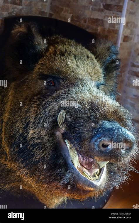 Wild boar tusks hi-res stock photography and images - Alamy