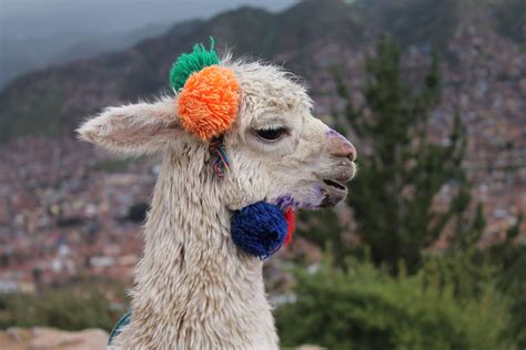 «alpaca» HD wallpapers