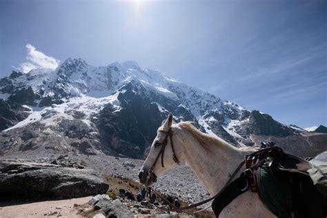 Premium Photo | White horse in Salkantay Mountain in Peru