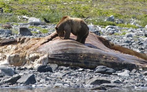 The Blubber Bonanza: An Opportunistic Scavenger Study - Glacier Bay National Park & Preserve (U ...