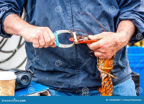 Maine Lobster Boat Demo, How-to Catch and Band Lobster from Trap, Handheld Lobster Stock Image ...