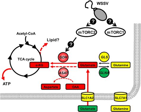 Proposed model of how WSSV-induced glutamate-driven anaplerosis is... | Download Scientific Diagram