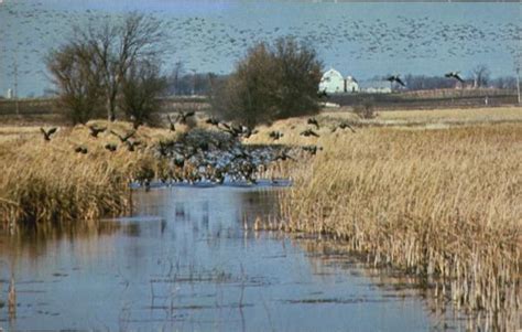 Migrating Canada Geese On Horicon Marsh Birds