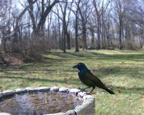 Common Grackle - FeederWatch