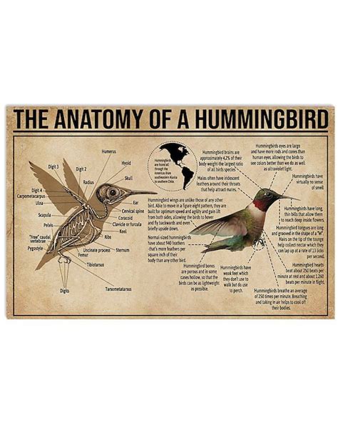 Hummingbird Anatomy Diagram