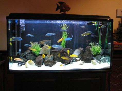 African cichlids fish tanks | Fish aquarium decorations, Fish tank, Fish tank decorations