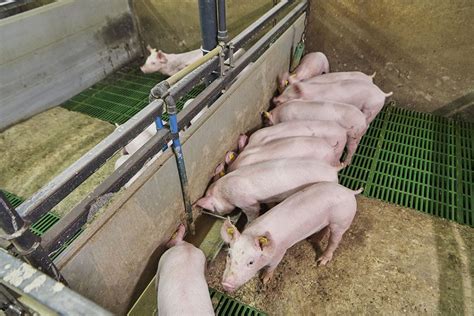 Searching for the ideal weaning age - Pig Progress