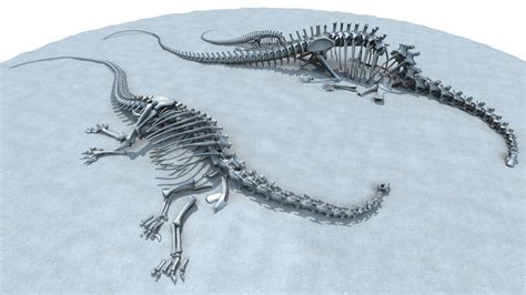 Diplodocus skeleton model - TurboSquid 1299043