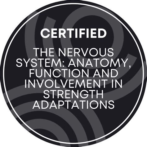 The Nervous System: Anatomy, Function and Involvement in Strength Adaptations - Credly