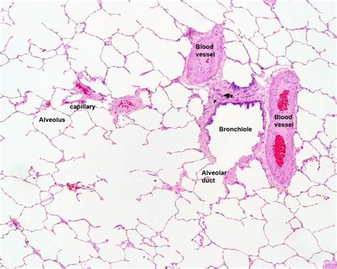 lung histology labeled - bronchiole, alveolar duct, alveoli | lab practical pics | Pinterest ...