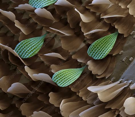 Butterfly wing scales, SEM - Stock Image - C009/0853 - Science Photo Library