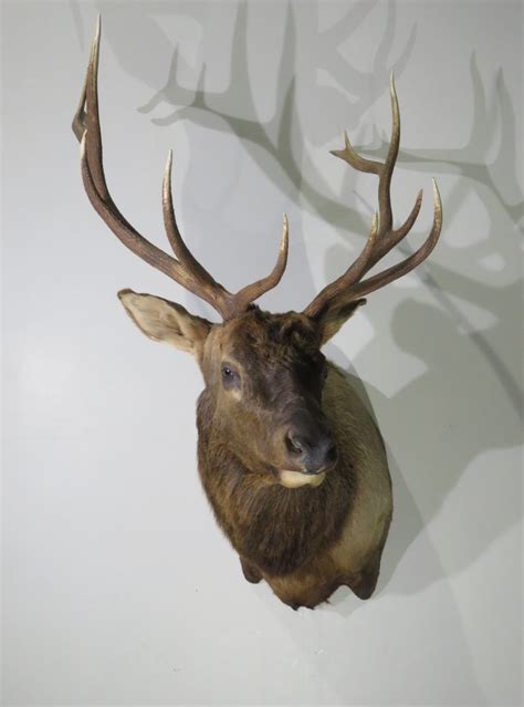 Large Shoulder mount of Rocky Mountain Bull Elk for sale. E-118S – Mounts For Sale