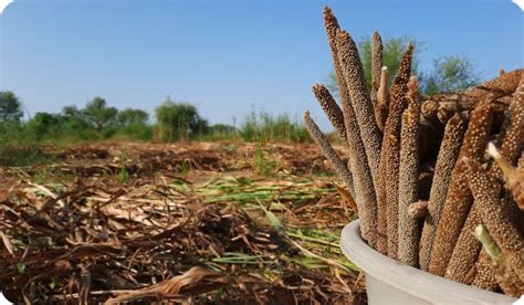 Bajra Cultivation in India: Growing Pearl Millet or Bajra Crop on Your ...