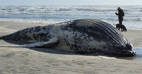 Juvenile whale washed ashore Atlantic City beach | PhillyVoice