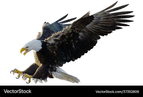 Bald eagle landing swoop attack hand draw white Vector Image