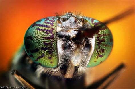 Macroscopic photos reveal insects in dazzling detail | Daily Mail Online