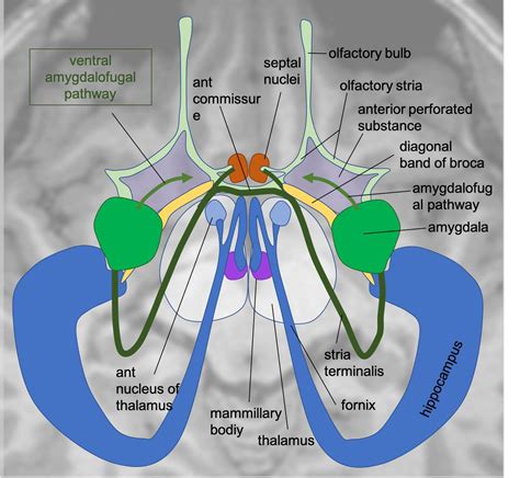 Neuroanatomy TOTD #12 The green structure is the amygdala (amygdaloid ...