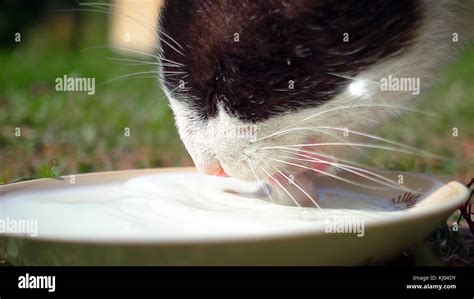 Cat is drinking milk from cat bowl Stock Photo - Alamy