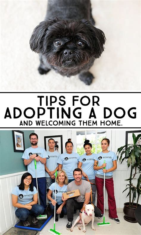 Tips for Adopting a Dog