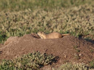 The Wildlife Of Badlands National Park | My XO Adventures