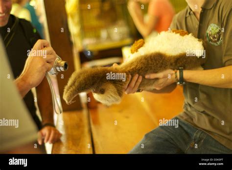 Baby sloth at Sloth Sanctuary of Costa Rica Stock Photo - Alamy