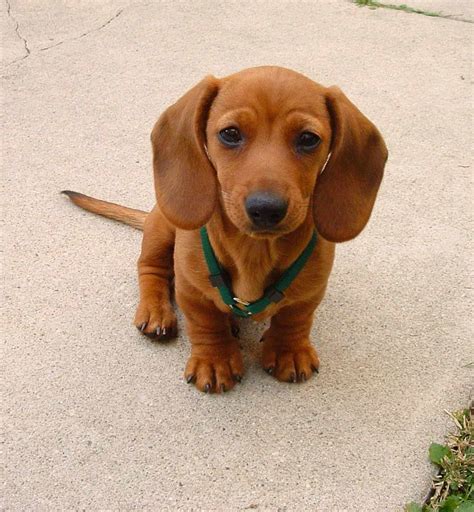 55+ Brown Mini Dachshund Puppy Image - Bleumoonproductions