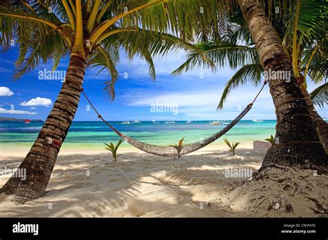 Beach With Palm Trees And Hammock