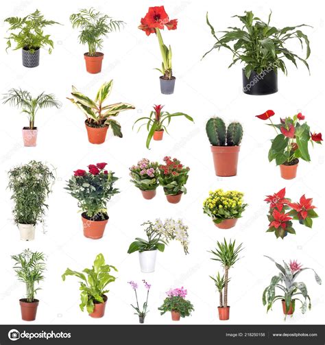 Group House Plants Front White Background Stock Photo by ©cynoclub ...